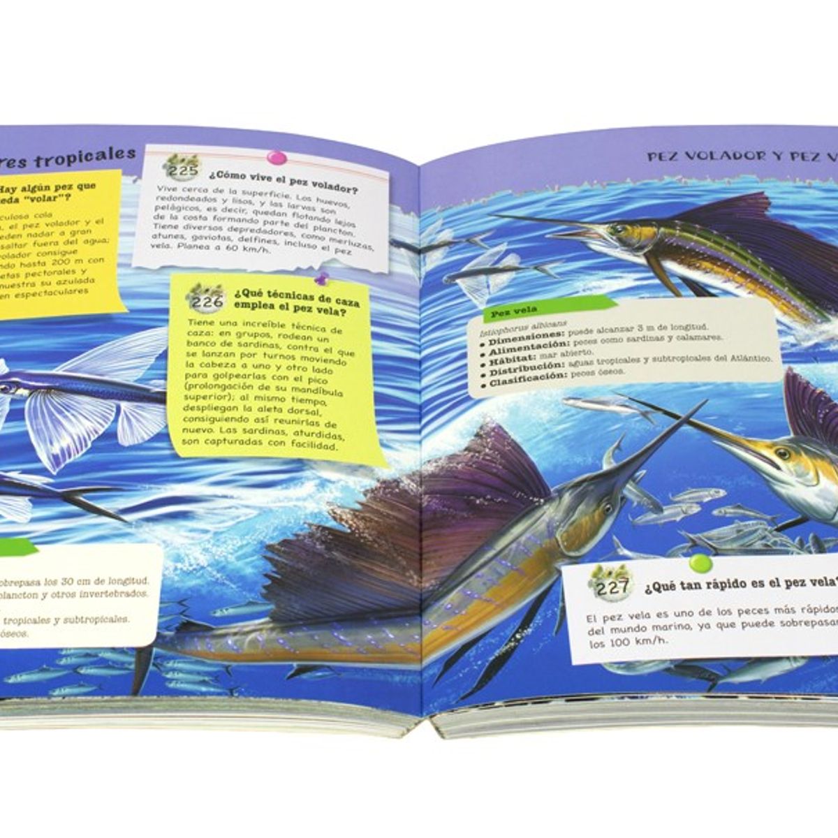 SILVER DOLPHIN - 500 preguntas Y Resp. - Sobre Los Animales Marinos