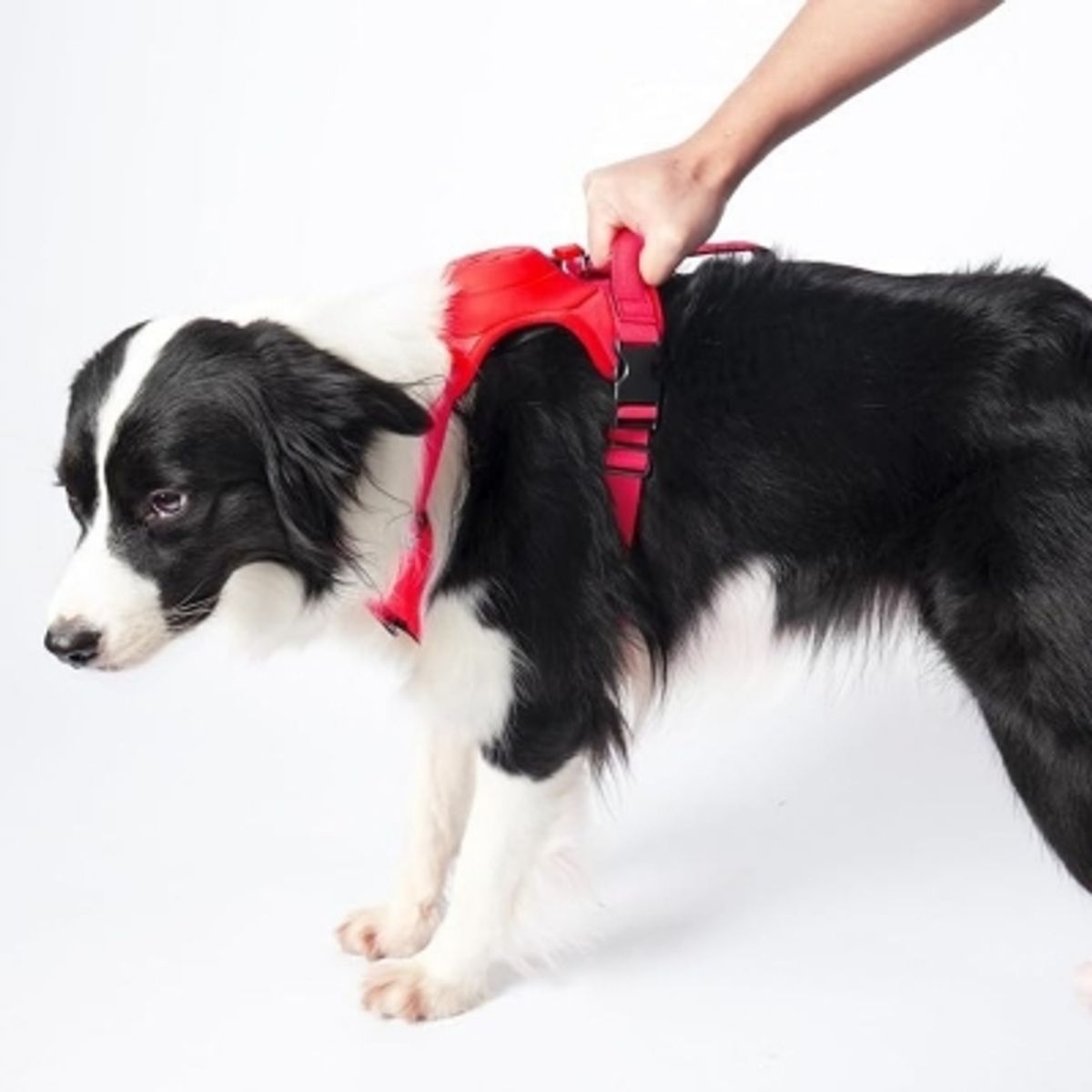 GENERICO - Arne Para Perros Arnes De Perro Arne Perro Correa Pechera L