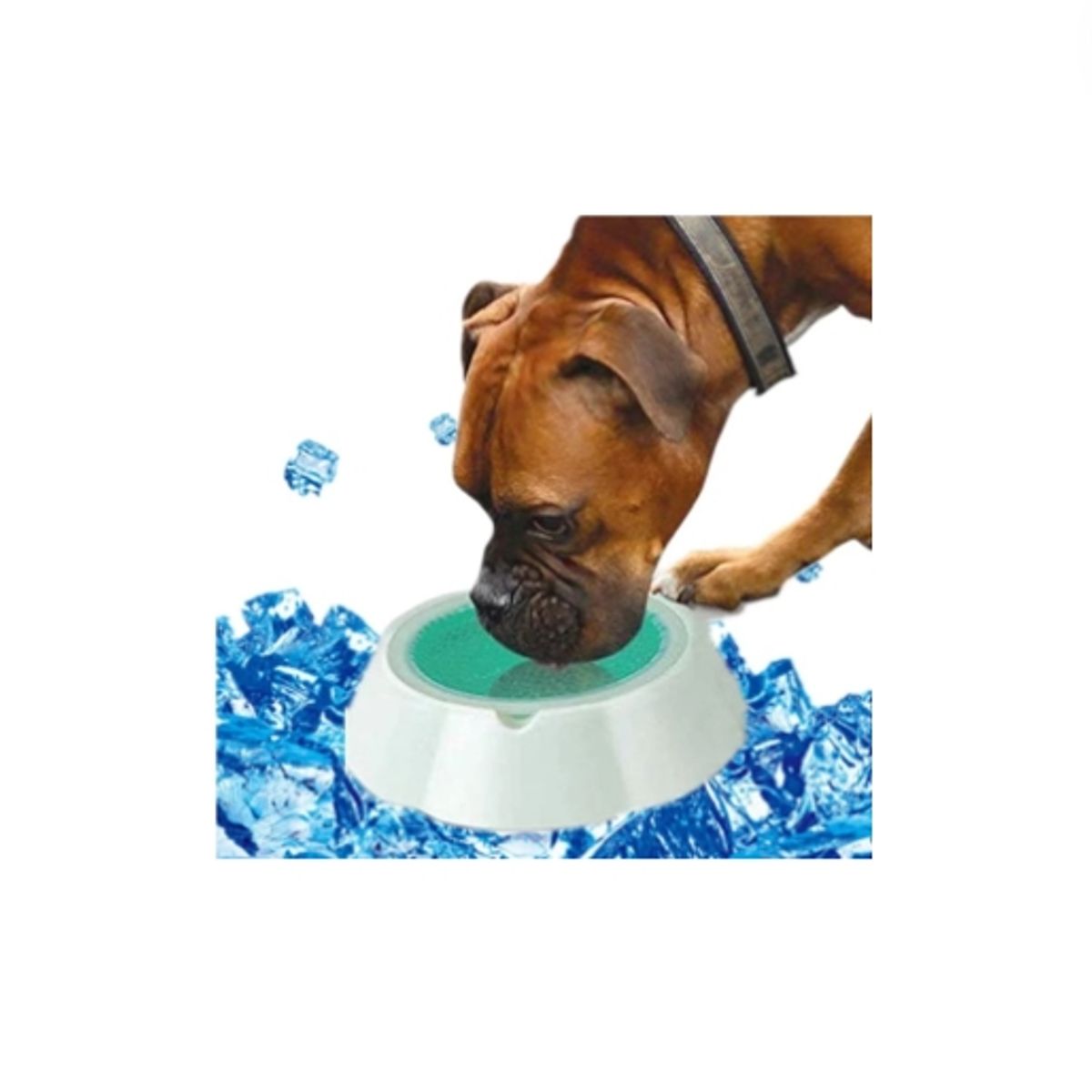 GENERICO - Plato Bowl Verano para mascotas