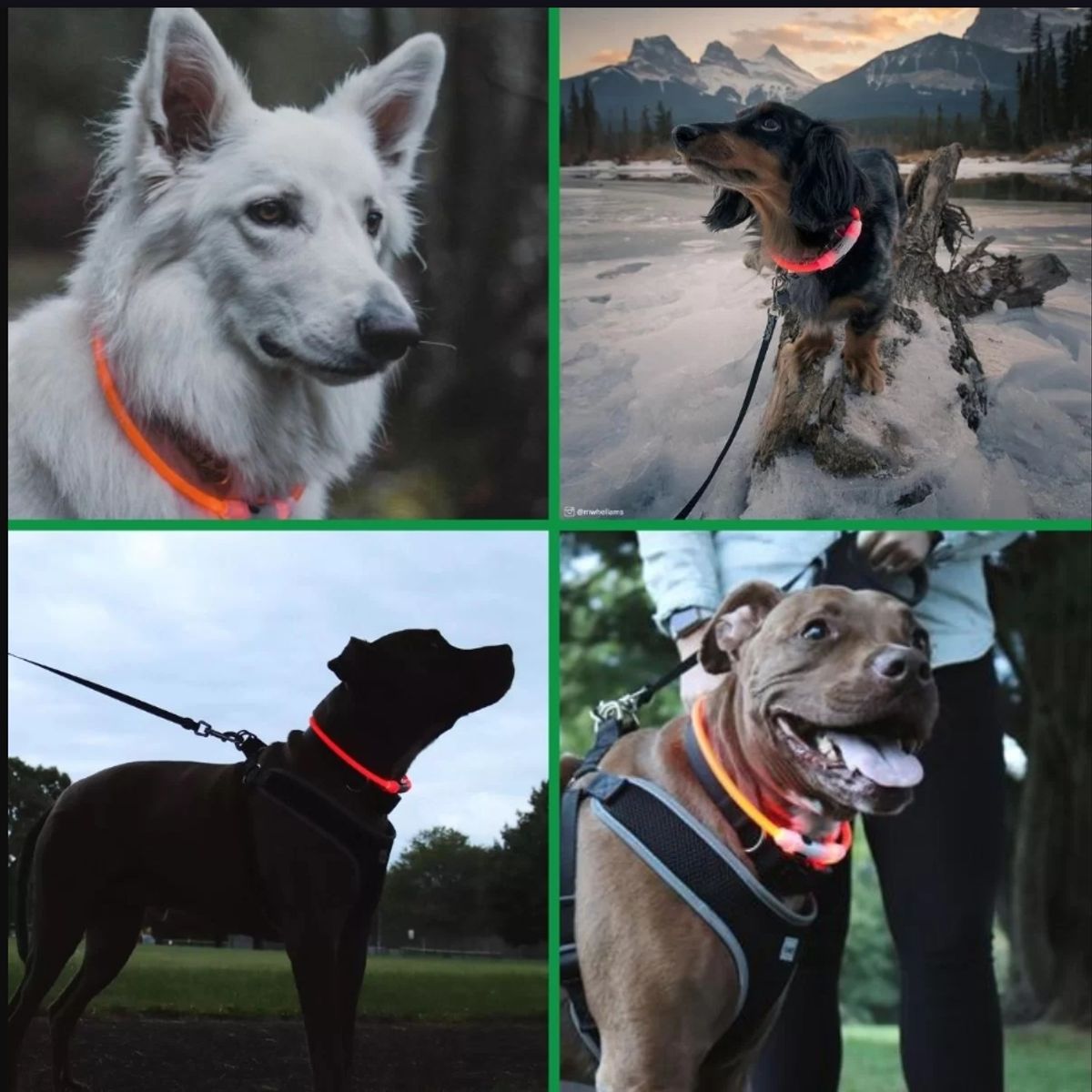 Collar Para Perro Gato Luminoso Anti Perdida 55cm, marca GENERICO - Foto 2