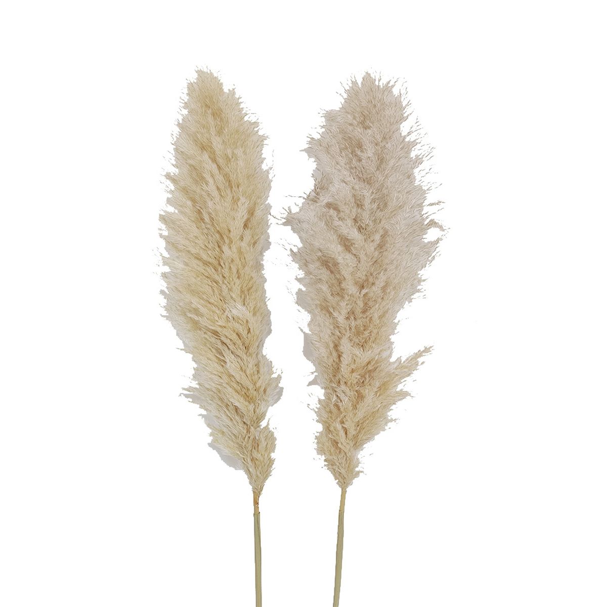 ANTICO HOME - Ramo Flores Pampas Blanca Natural Antico Home