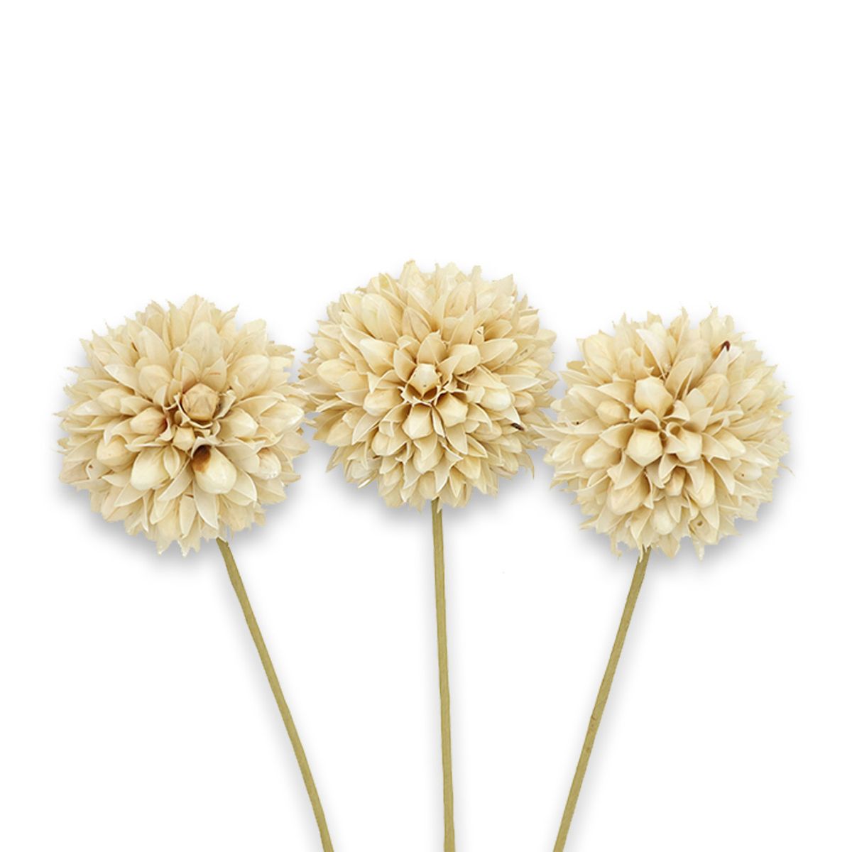 ANTICO HOME - Ramo Flores Craspedia Blanco Natural Antico Home