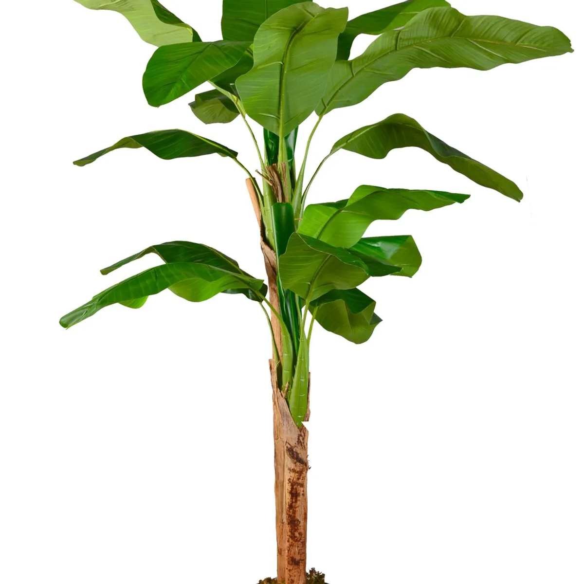 ARBUSTO REAL - Planta Artificial Banano Premium 160 cm. / 15 hojas
