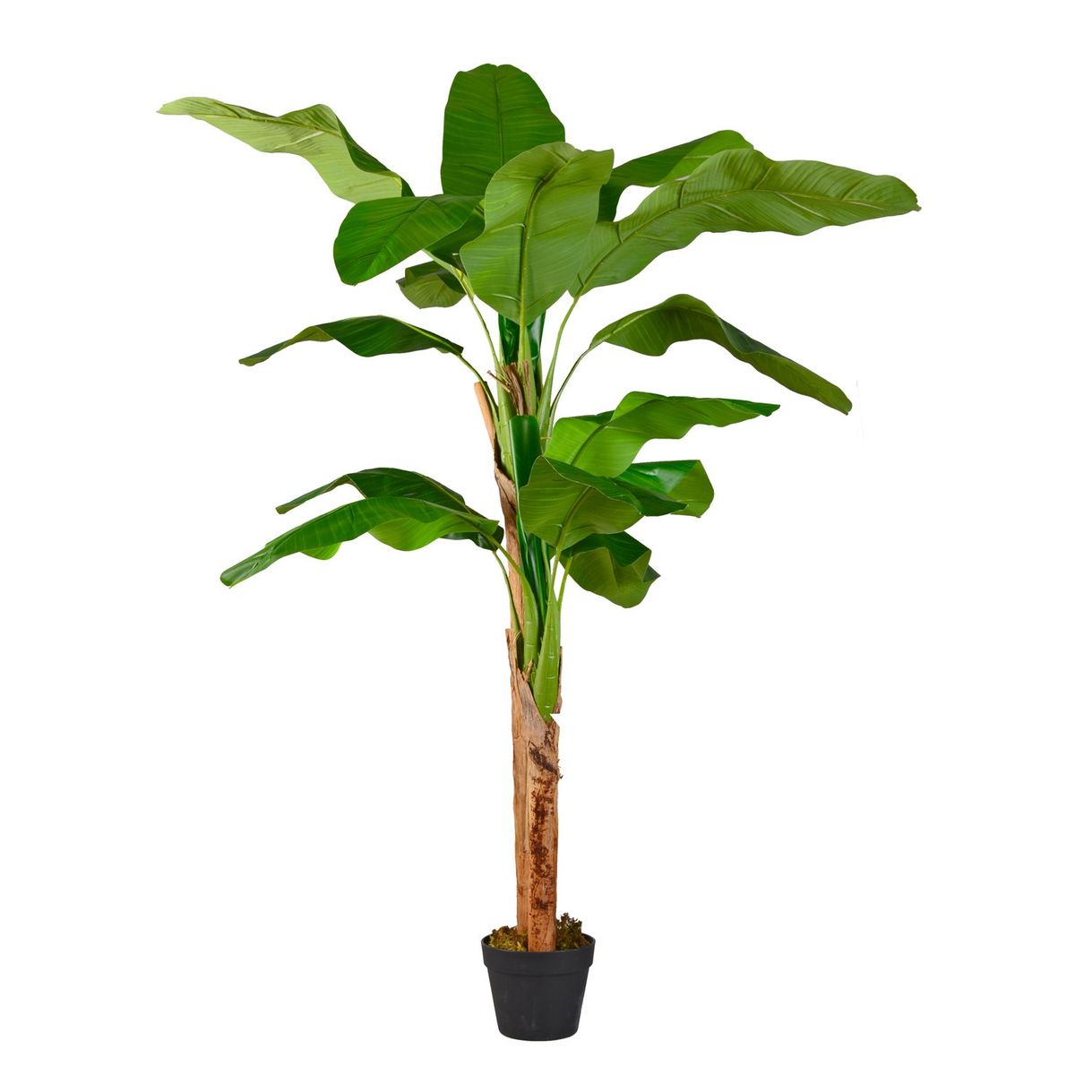 ARBUSTO REAL - Planta Artificial Banano Premium 160 cm. / 15 hojas
