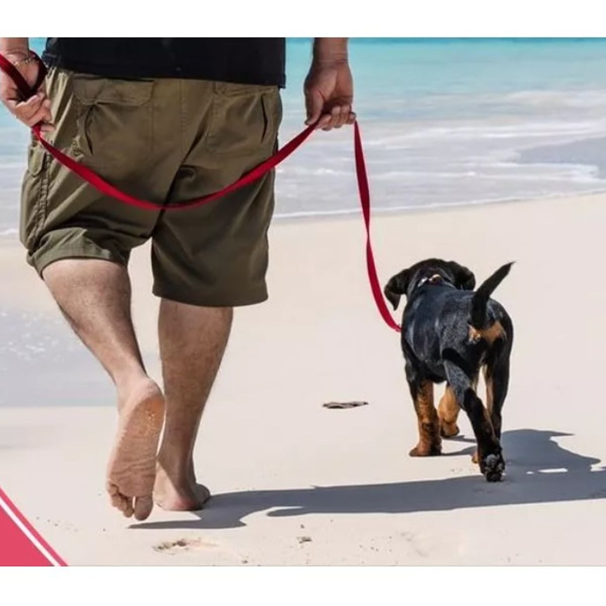 GENERICO - Correa Plana Larga Resistente Para Perros 15mts X 38cm