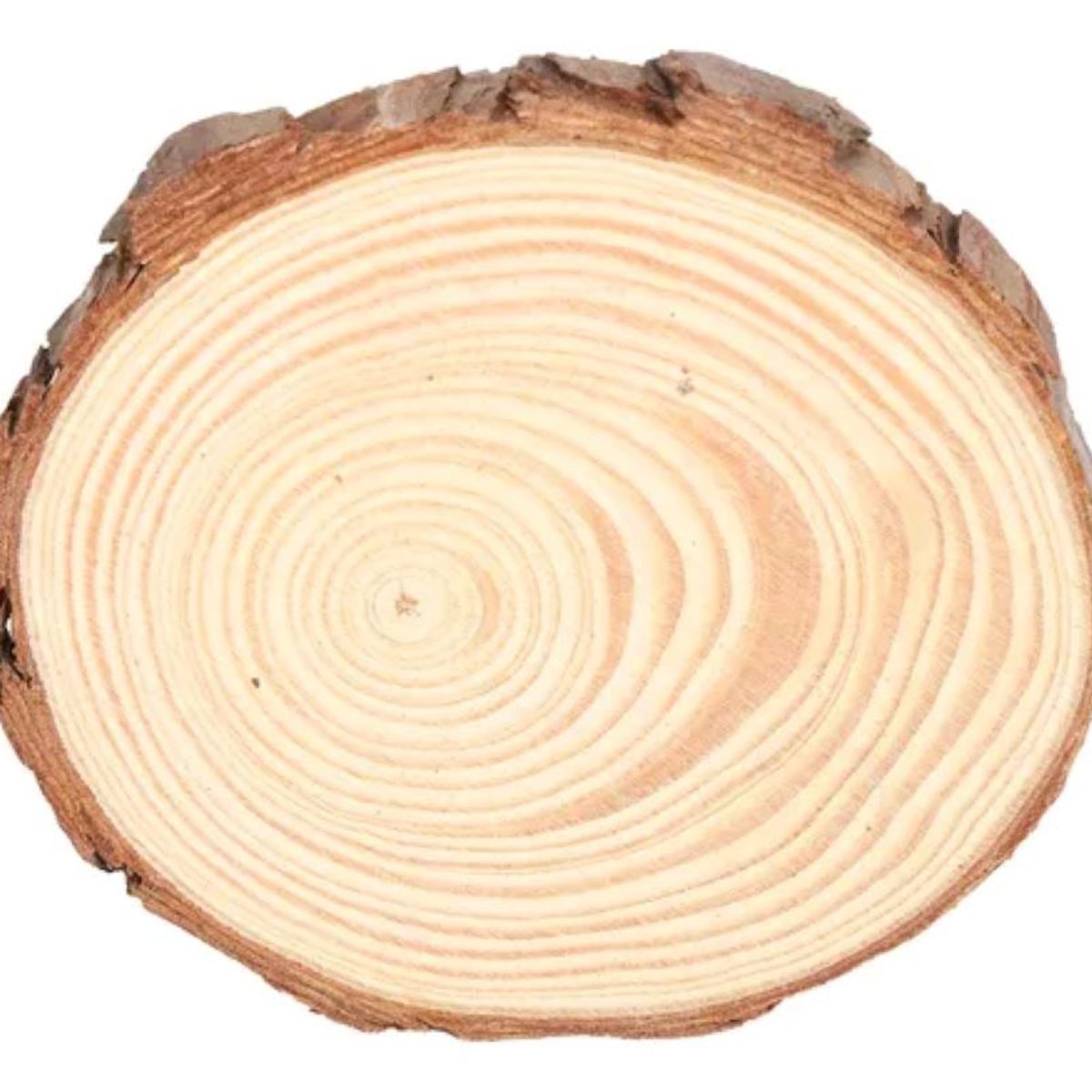 MOTARRO - Trozos De Madera 6 Piezas De 10 A 11 Cm Rodelas/tronco