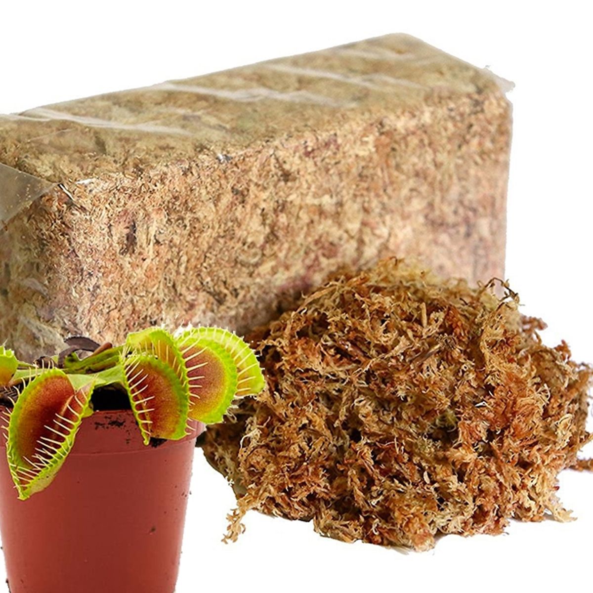 GENERICO - Musgo sphagnum para planta carnívoras  KOKEDAMAS - ORQUIDEAS