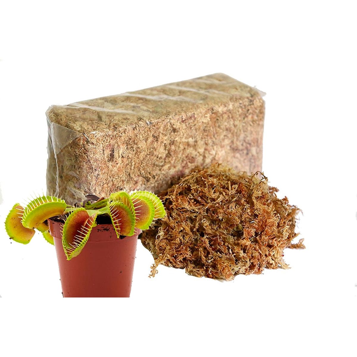 GENERICO - Musgo sphagnum para planta carnívoras  KOKEDAMAS - ORQUIDEAS