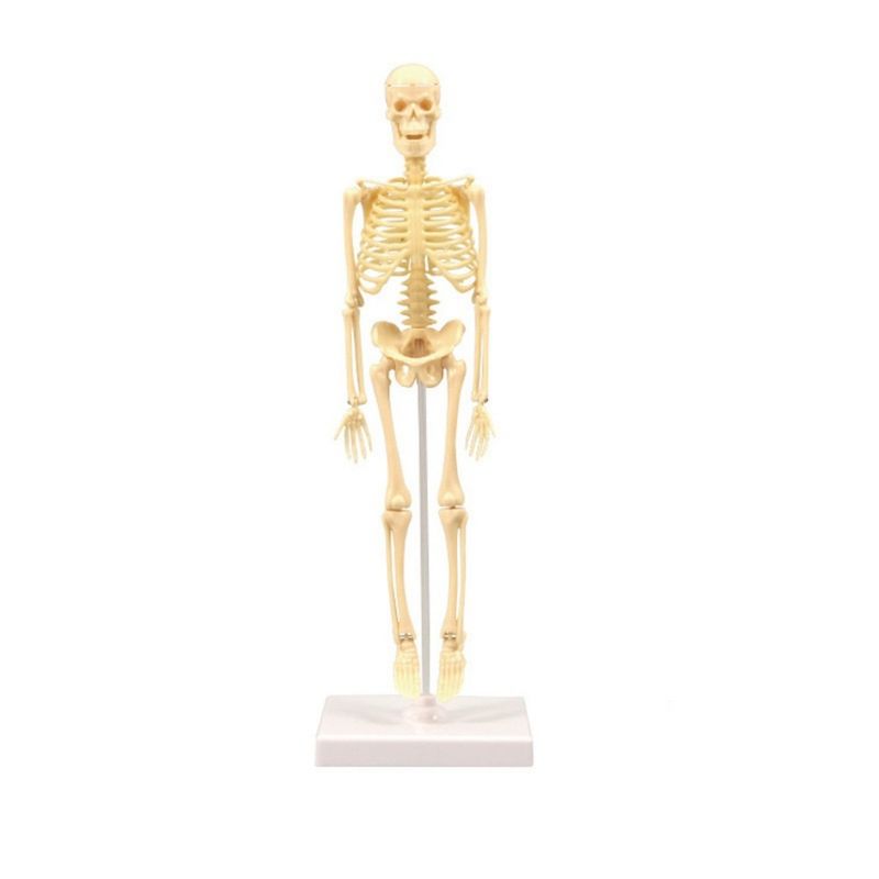 GENERICO - Modelo Anatómico Esqueleto Humano 35 Cm