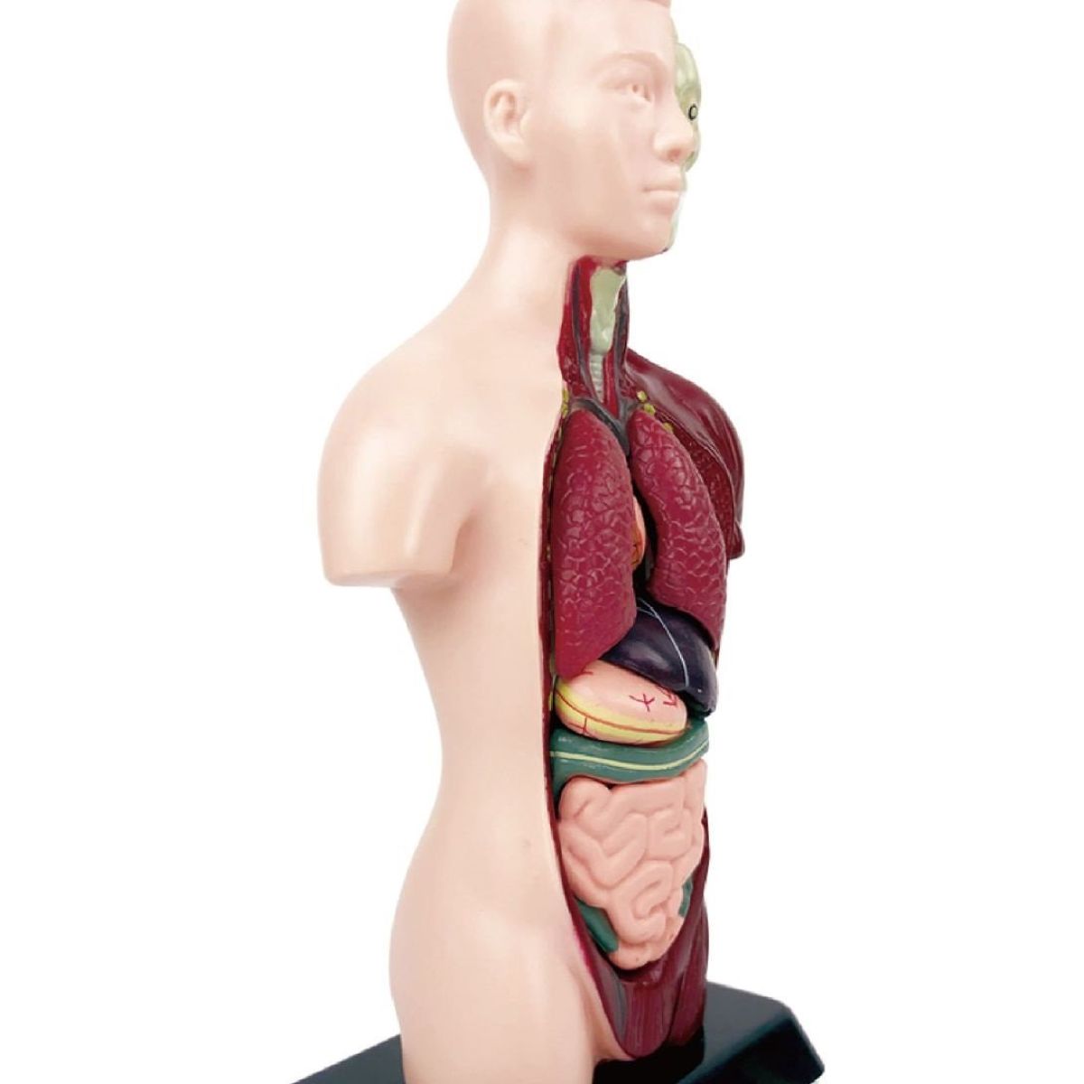 GENERICO - Modelos Anatómicos De Órganos Humanos 3d Para Niño