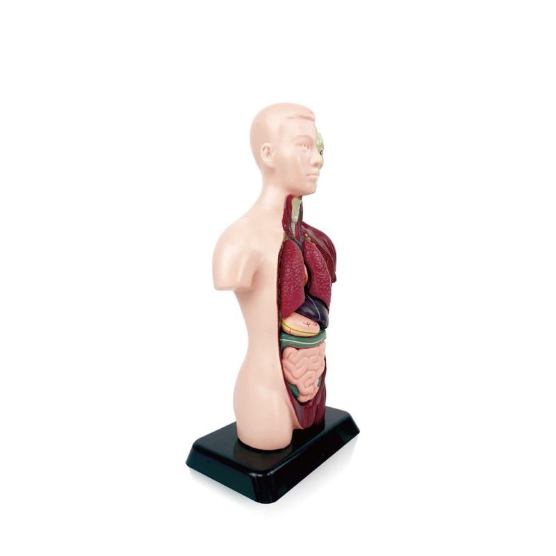 GENERICO - Modelos Anatómicos De Órganos Humanos 3d Para Niño