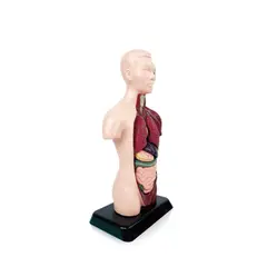 GENERICO - Modelos Anatómicos De Órganos Humanos 3d Para Niño