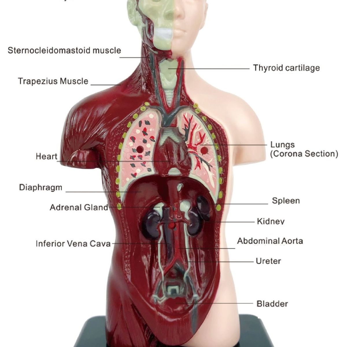 GENERICO - Modelos Anatómicos De Órganos Humanos 3d Para Niño