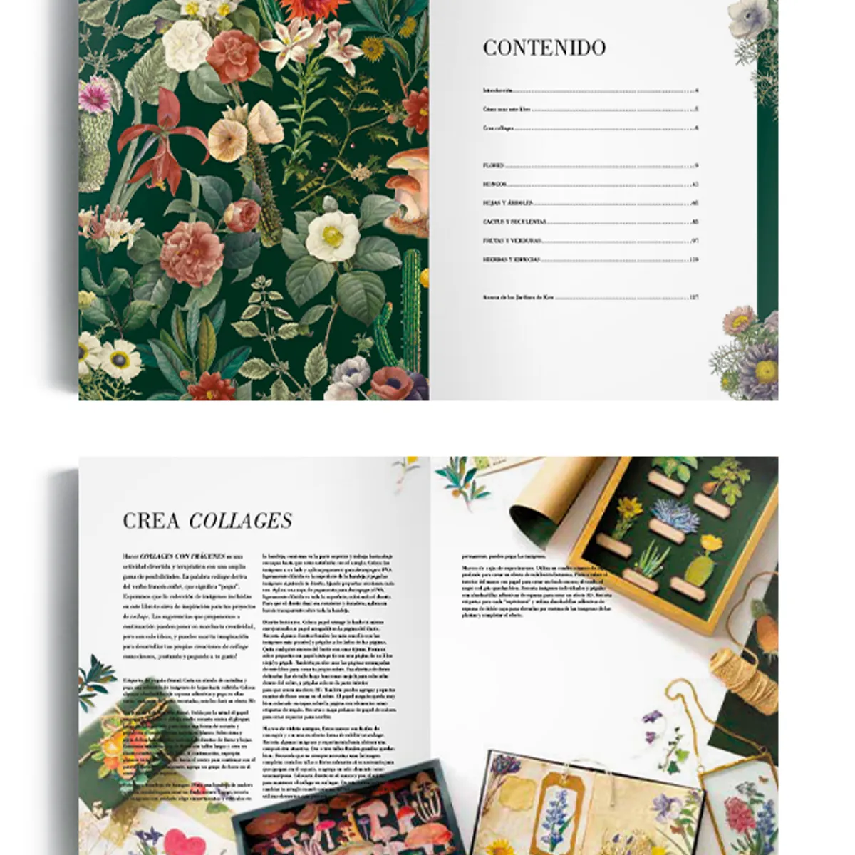 EDITORIAL CONTRAPUNTO - Ilustración botánica para recortar y hacer collage