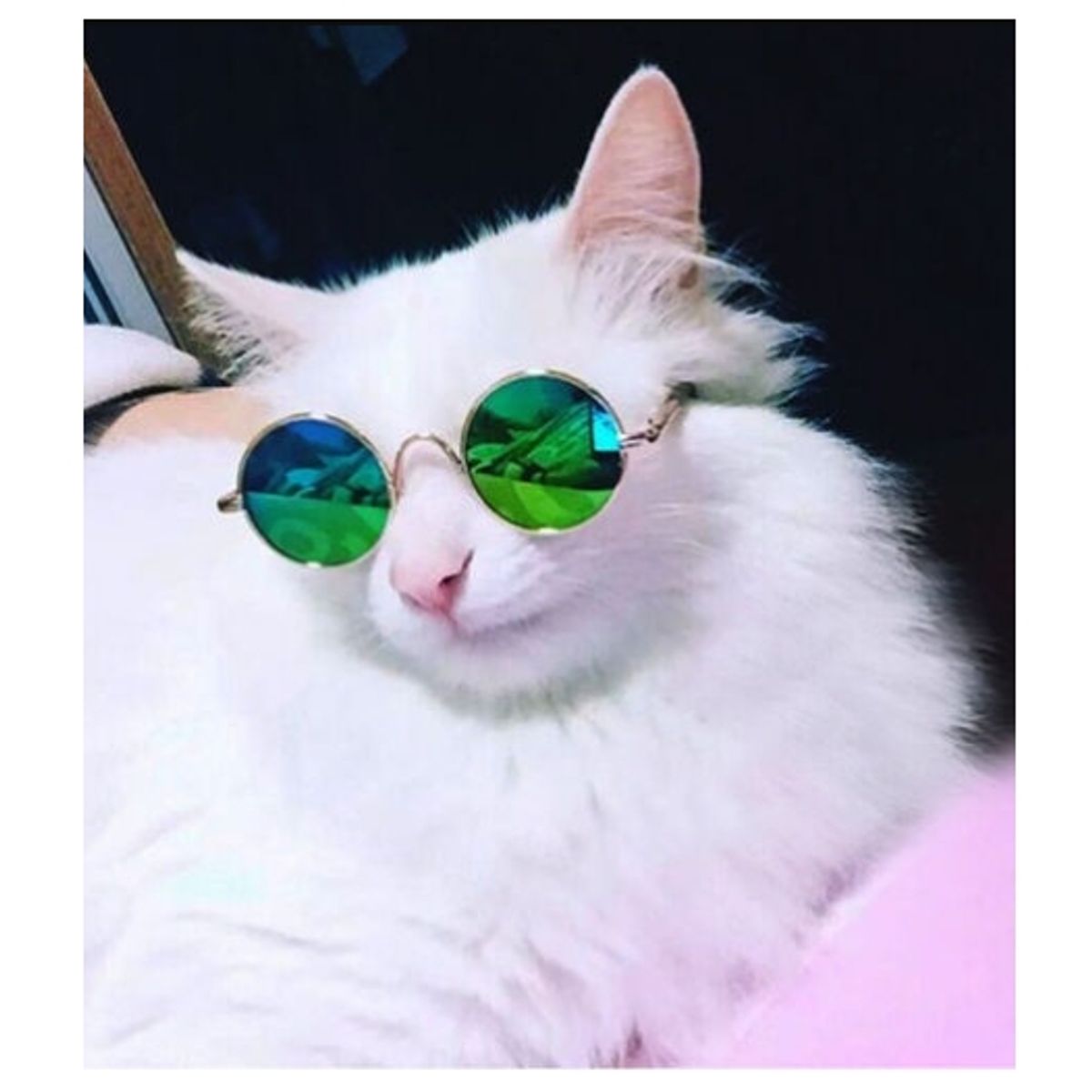 GENERICO - Gafas De Sol Para Mascotas Pequeñas