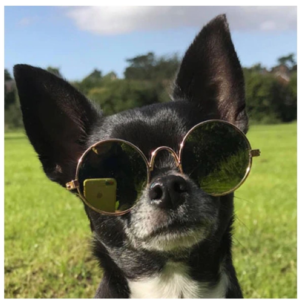 GENERICO - Gafas De Sol Para Mascotas Pequeñas