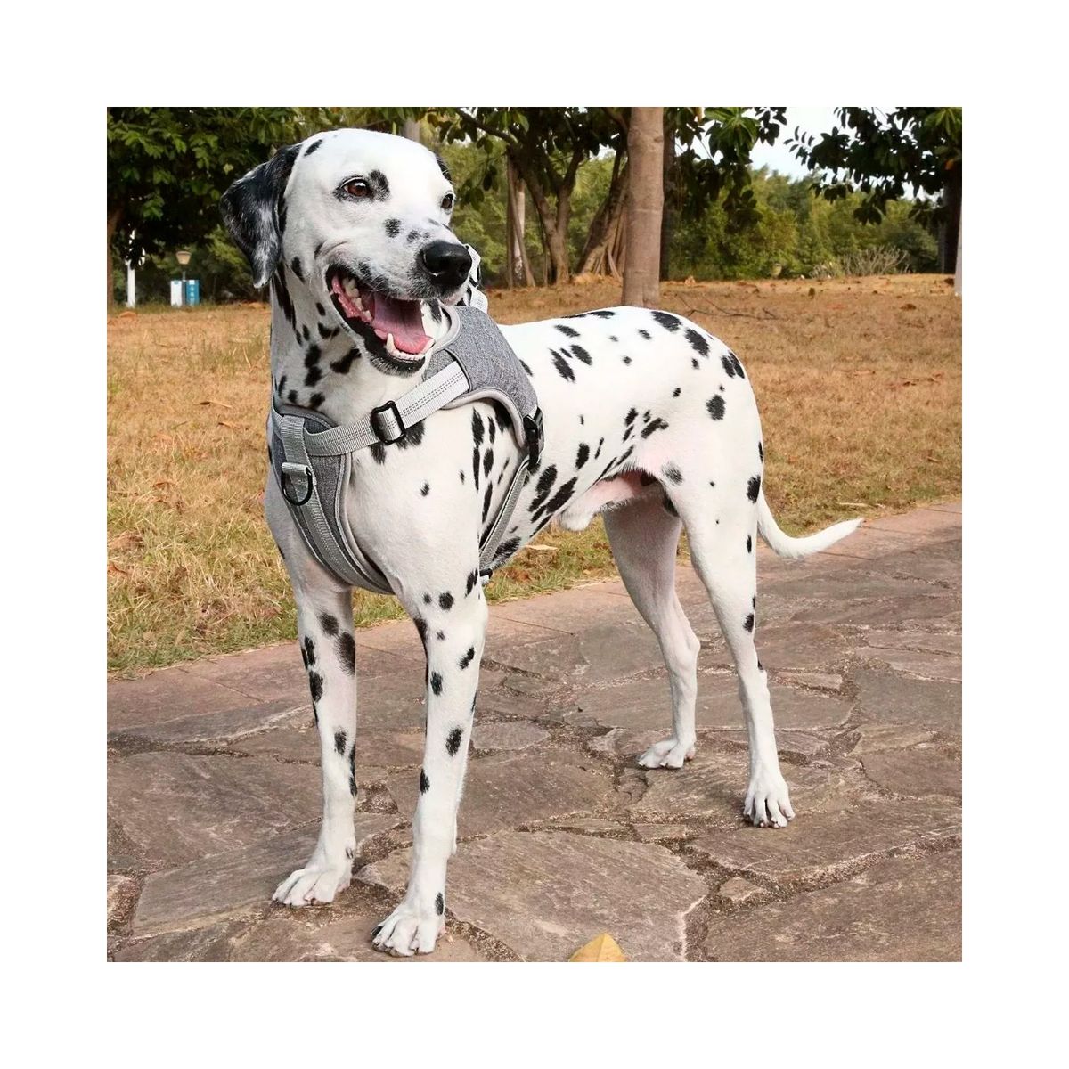 GENIE - Arnés Anti Tirones Acolchados Para Perro Tallas S A Xxl