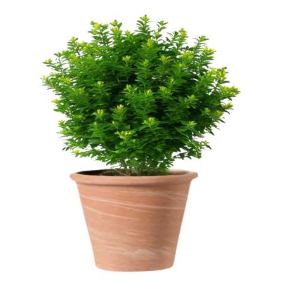 Imagen 2 del producto Maceta Vasum 37cm TerraDuo