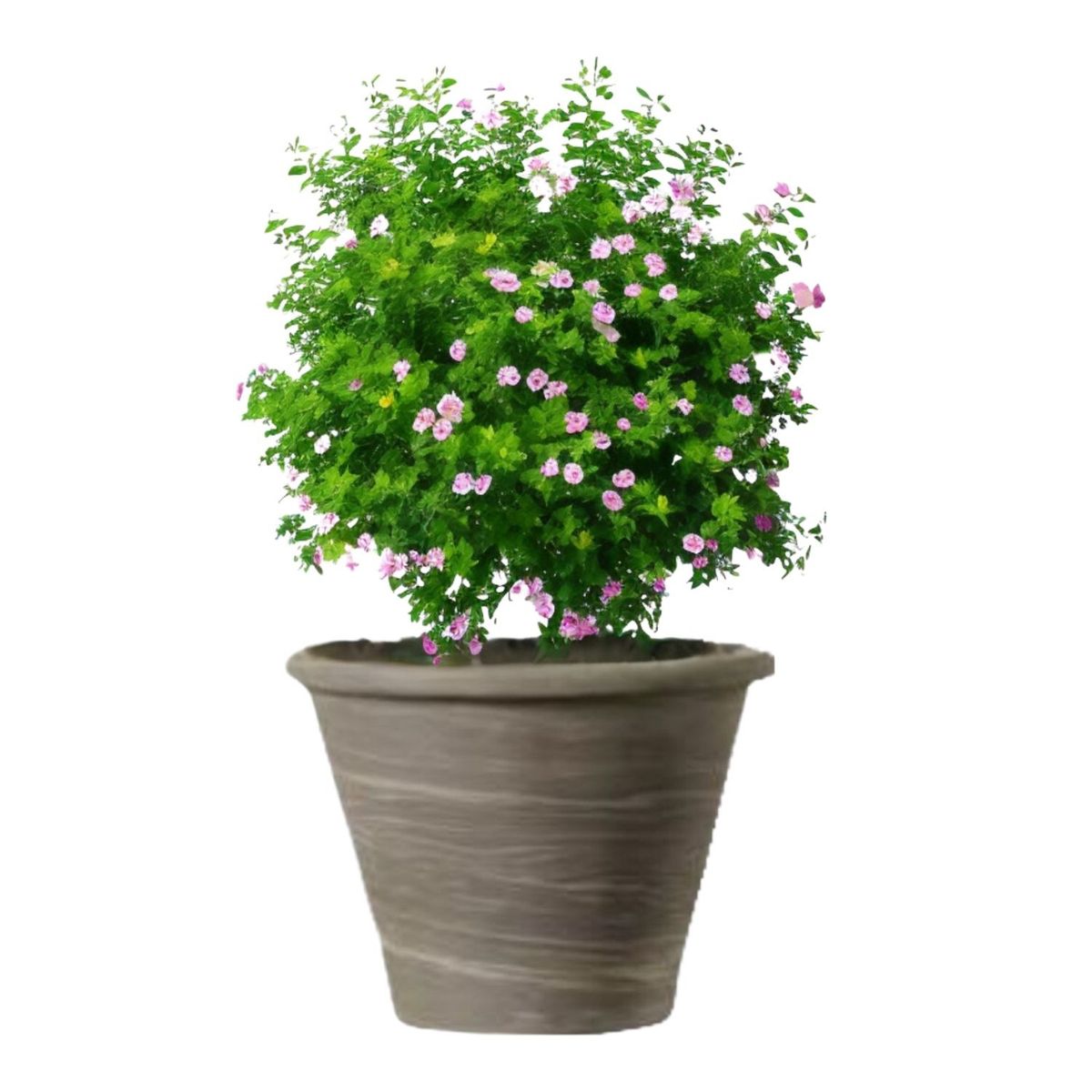 DEROMA - Maceta Vasum 31cm GrafitoDuo Deroma