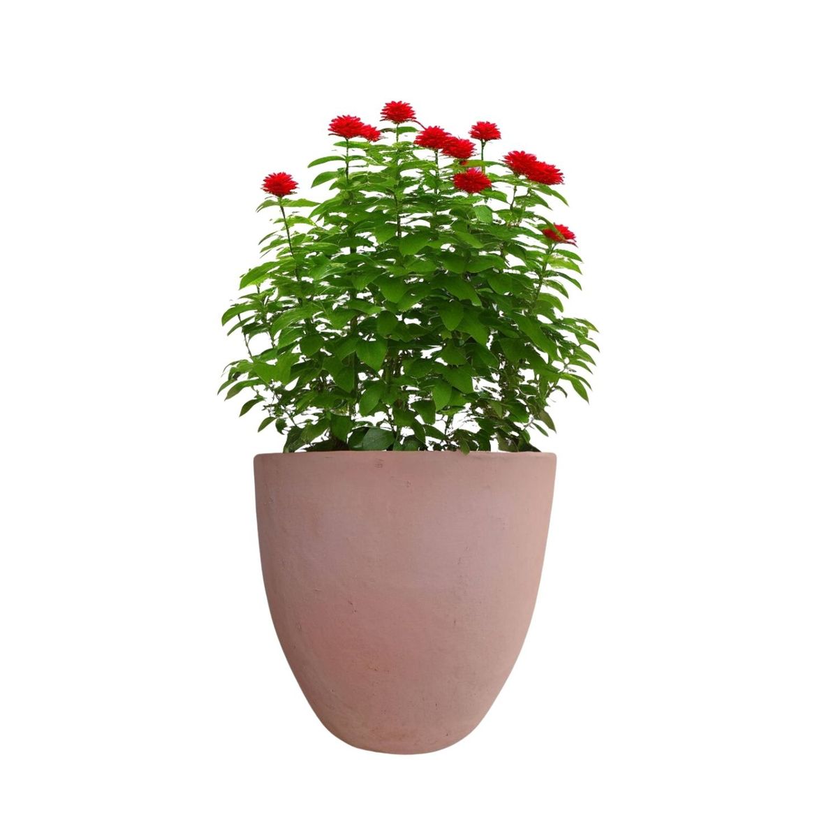 DEROMA - Maceta Dulce 23cm Terracota Ovalada Deroma