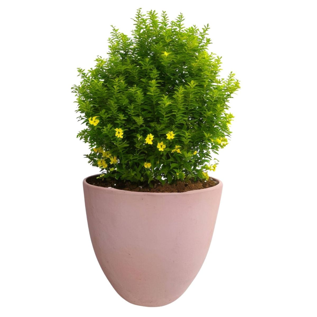 DEROMA - Maceta Dulce 28cm Terracota Ovalada Deroma