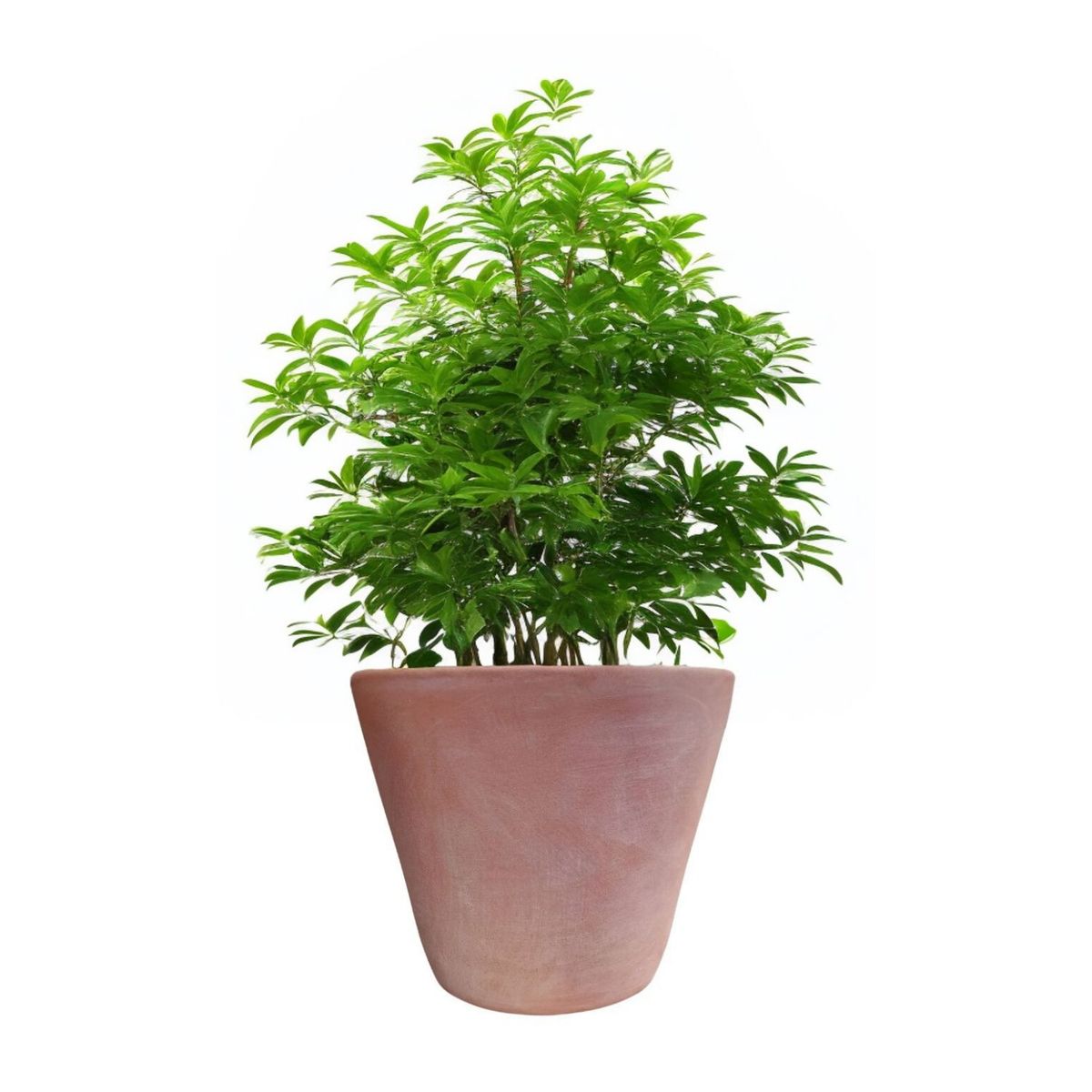 DEROMA - Maceta Dulce 23cm Terracota Conica Deroma