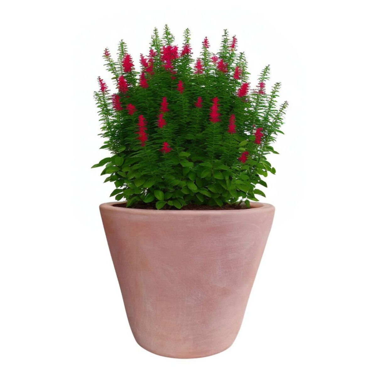 DEROMA - Maceta Dulce 28cm Terracota Conica Deroma