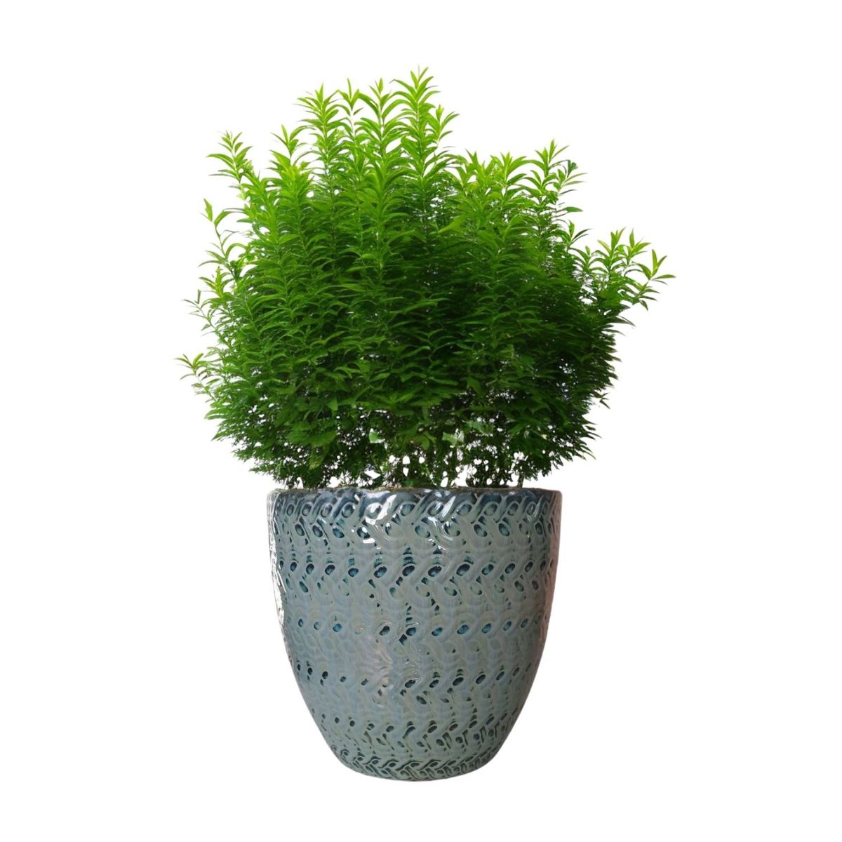 DEROMA - Maceta Woolly 23cm Verde Costa Deroma