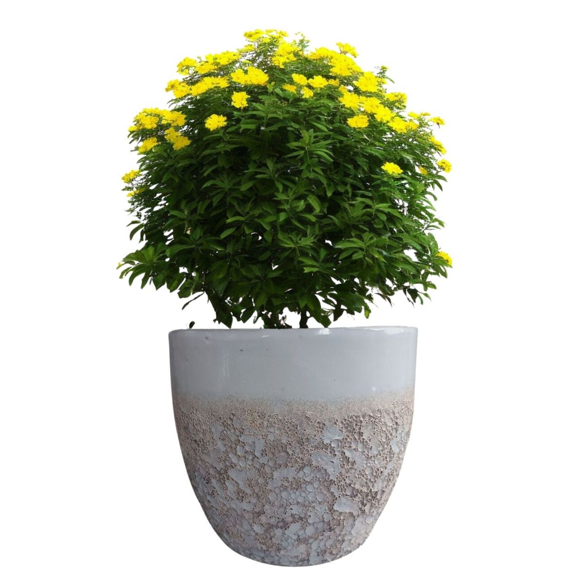 DEROMA - Maceta Seaside 28cm Ovalada Blanco Tropea Deroma