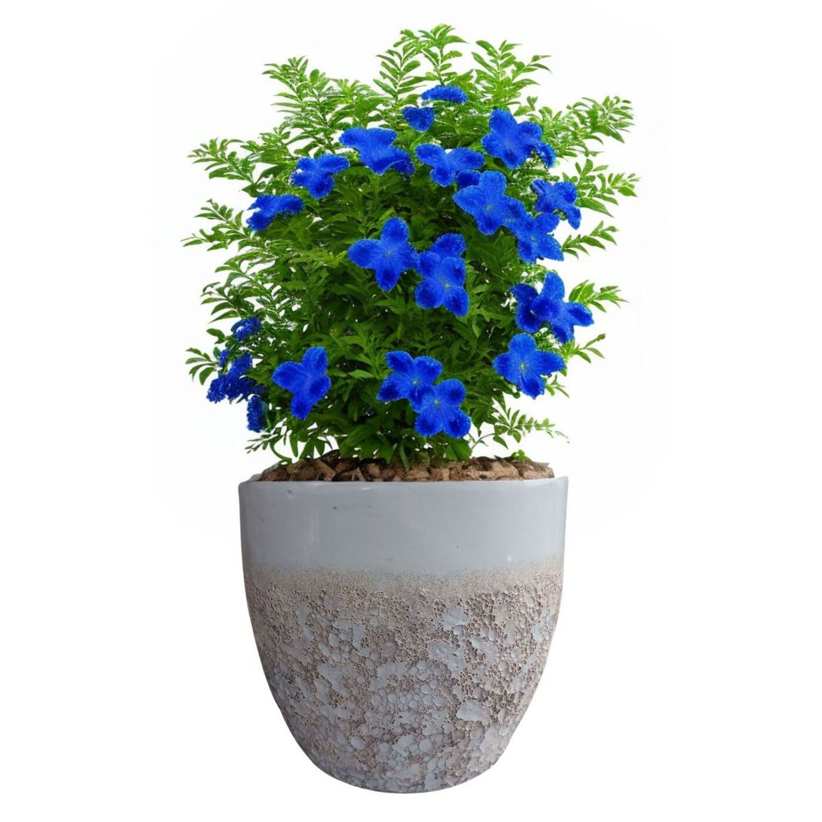 DEROMA - Maceta Seaside 36cm Ovalada Blanco Tropea Deroma