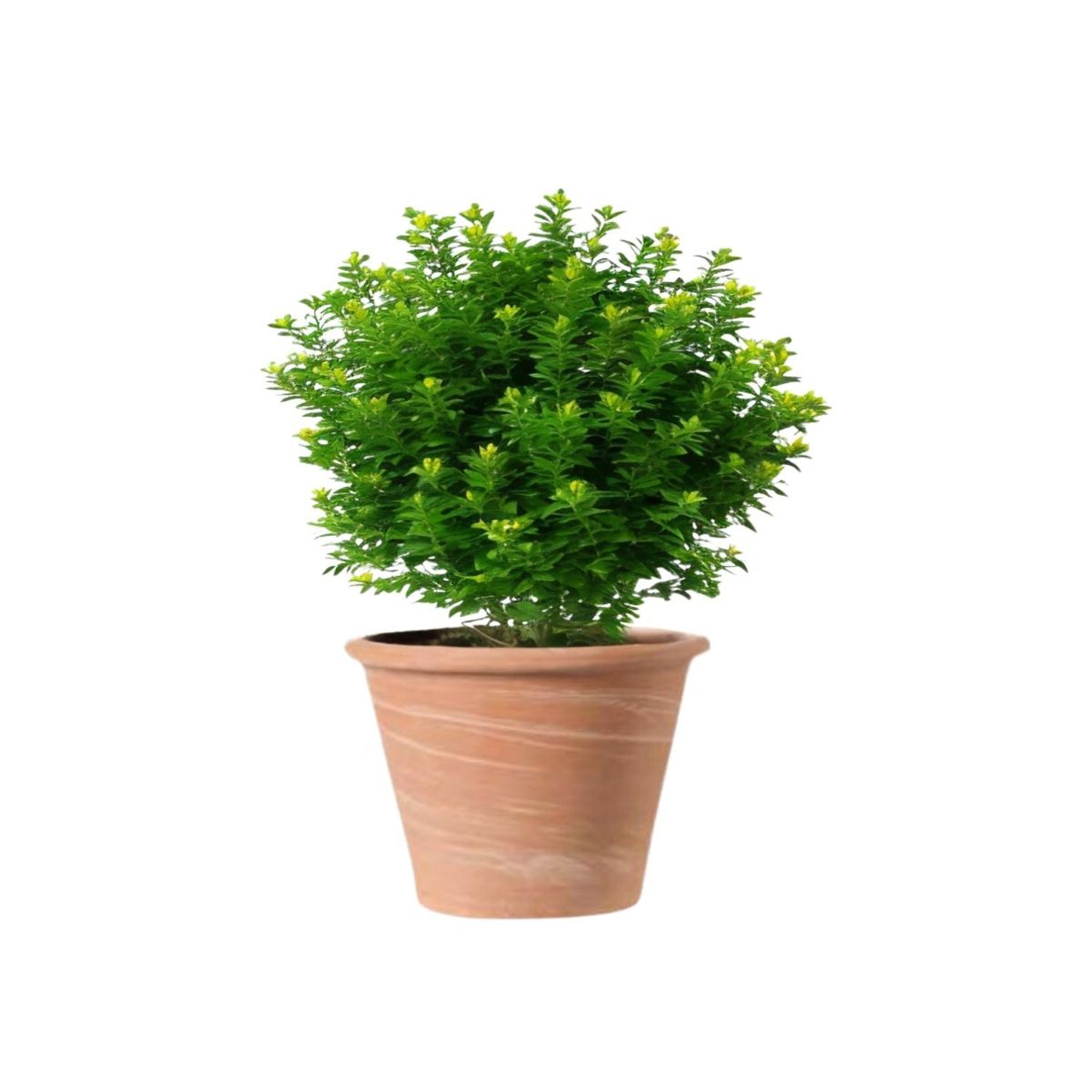 DEROMA - Maceta Vasum 21cm TerraDuo Deroma