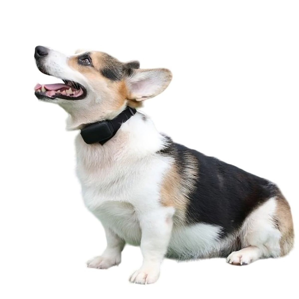 OEM - Collar Eléctrico Antiladridos Para Perro Mascotas