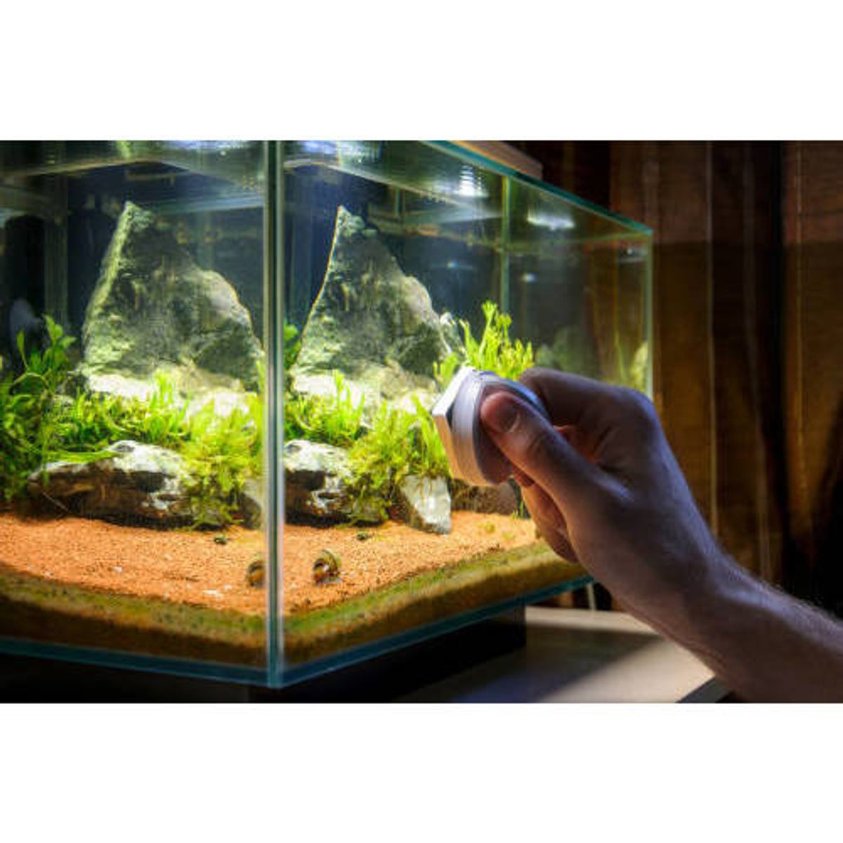 GENERICO - Dajana Algae Stop 100ml Antialgas Acuarios + Dosificador