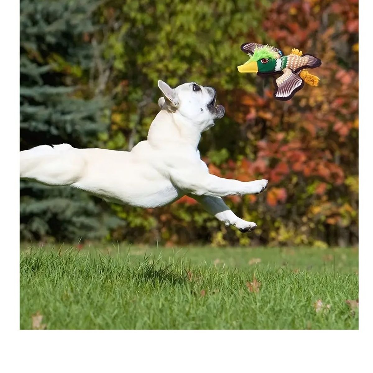 GENERICO - Juguete de tela para perro con forma de águila