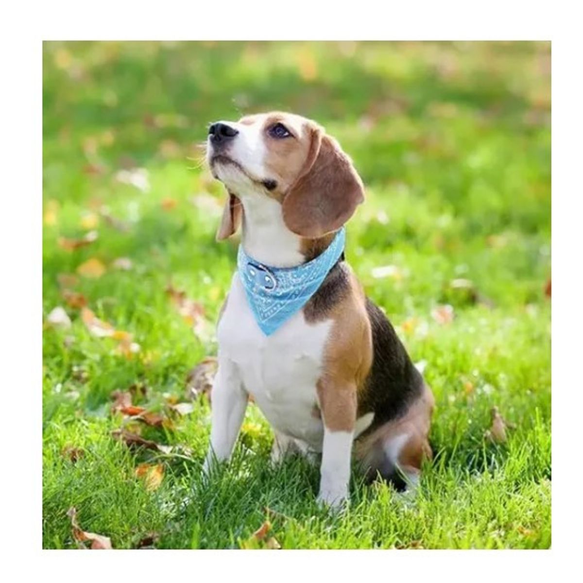 GENERICO - Bandana Pañoleta Para Mascotas Perrogato Talla L Azul