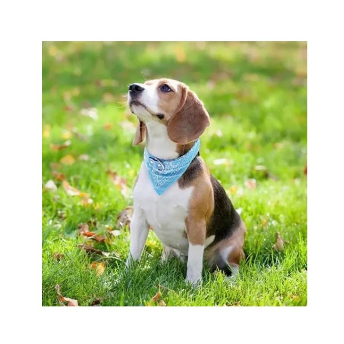 GENERICO - Bandana Pañoleta Para Mascotas Perrogato Talla L Azul