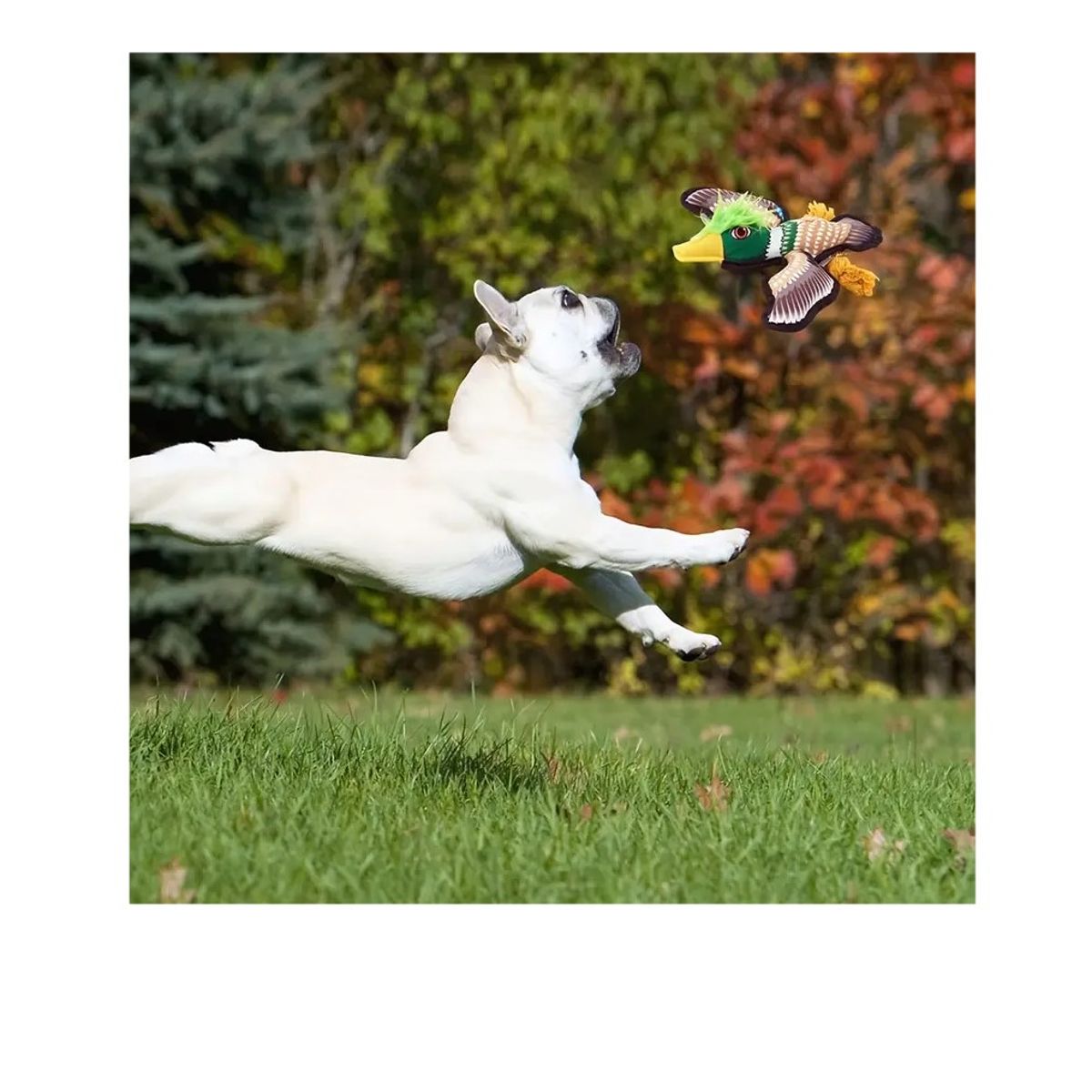 GENERICO - Juguete de tela para perro con forma de ave