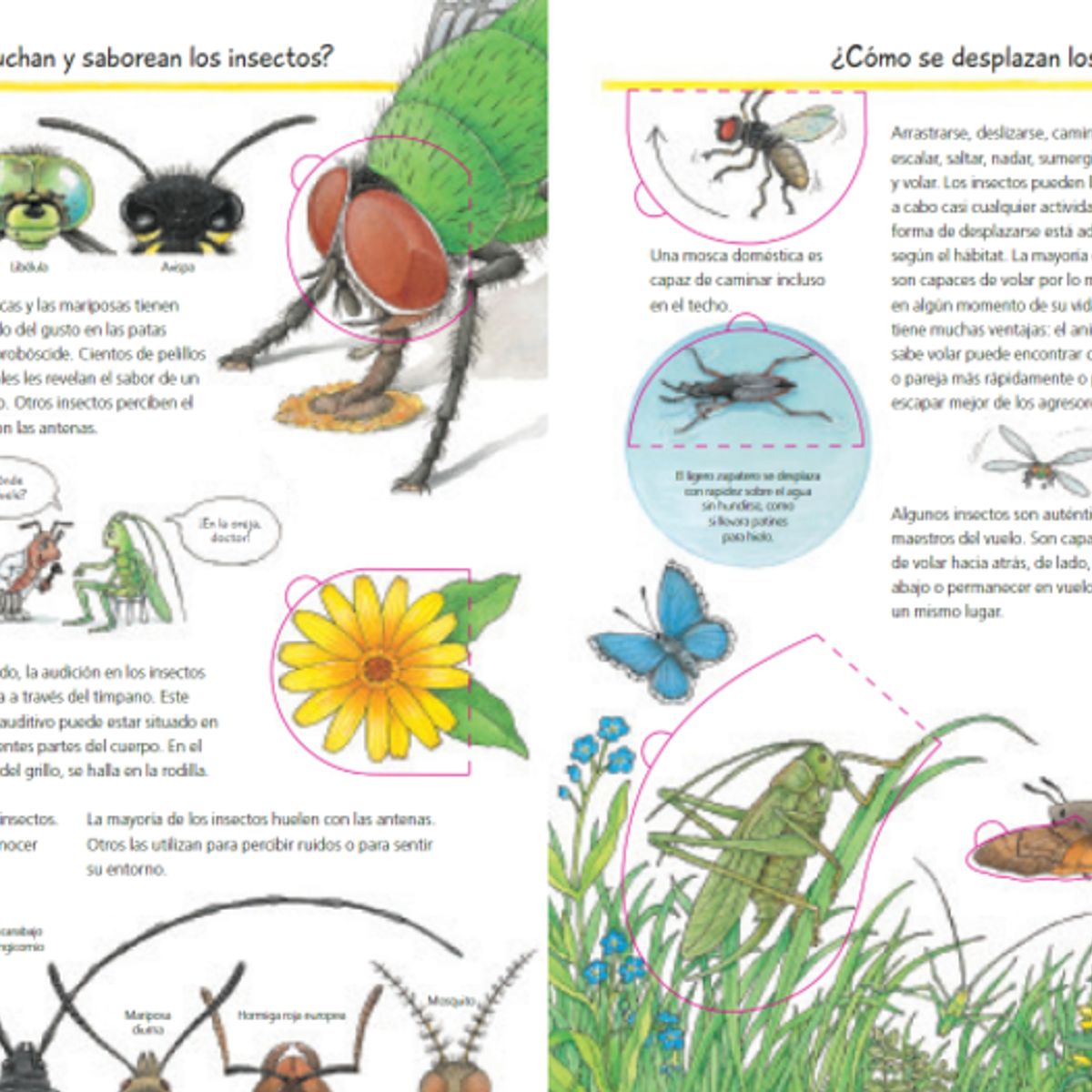 BLUME - Descubrimos Los Insectos ¿Qué? ¿Cómo? ¿Por Qué?