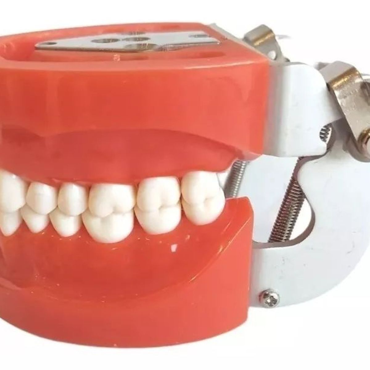 KUANGYE - Arcada Modelo Dental Tipo Nissin 32 Piezas Encía Dura Stgo..