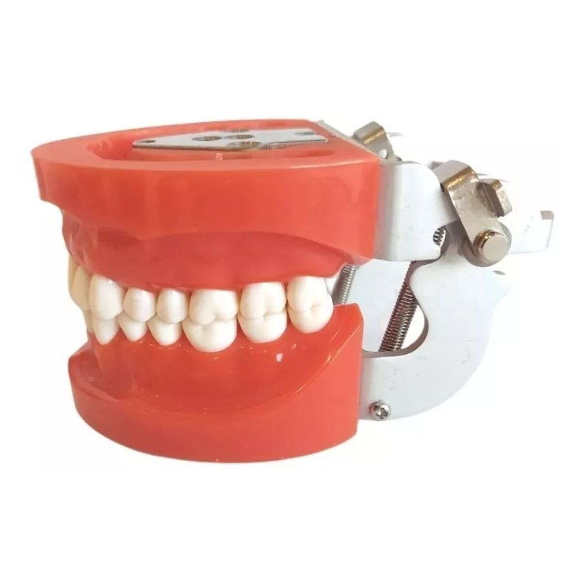 KUANGYE - Arcada Modelo Dental Tipo Nissin 32 Piezas Encía Dura Stgo..