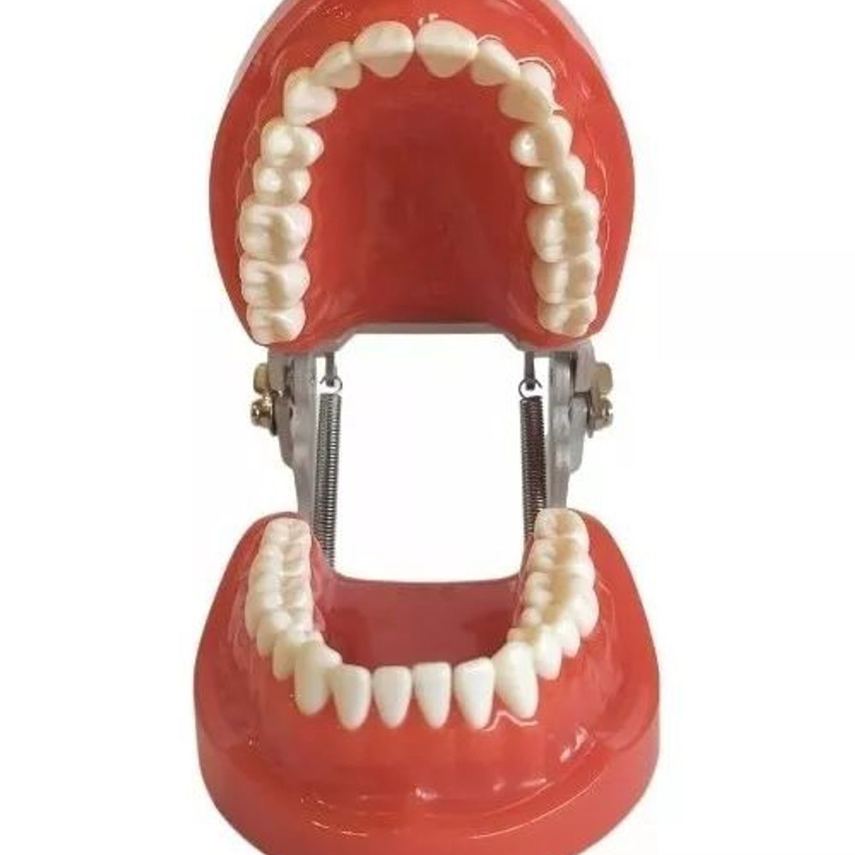 KUANGYE - Arcada Modelo Dental Tipo Nissin 32 Piezas Encía Dura Stgo..