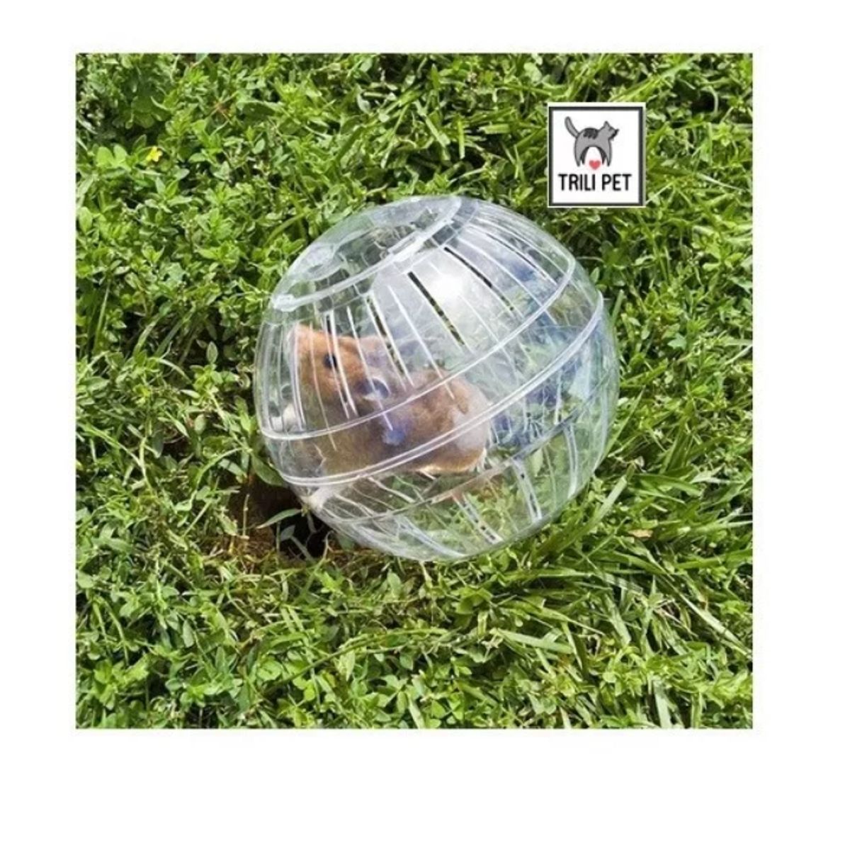 GENERICO - Pelota Bola Esfera Rueda Para Roedores-hamster-transparente