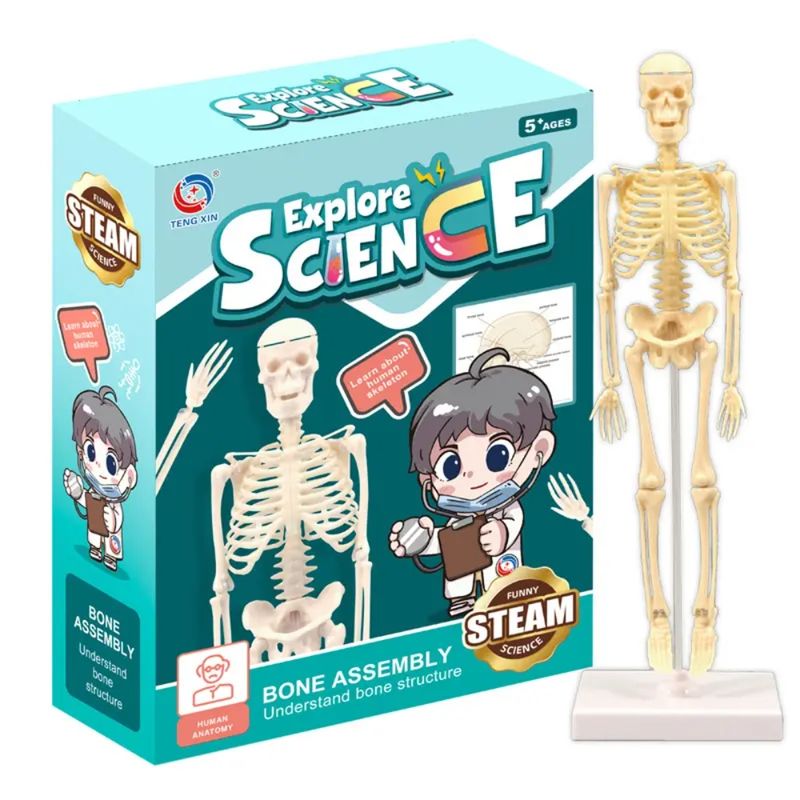 SPACEZAT - Modelo Anatómico Esqueleto Humano Armable Juguete Científico