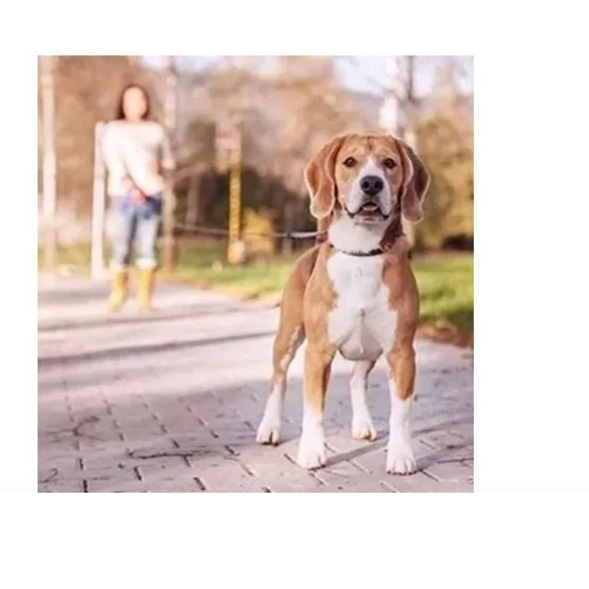GENERICO - CORREA  5 METROS RETRÁCTIL PARA MASCOTAS - AZUL