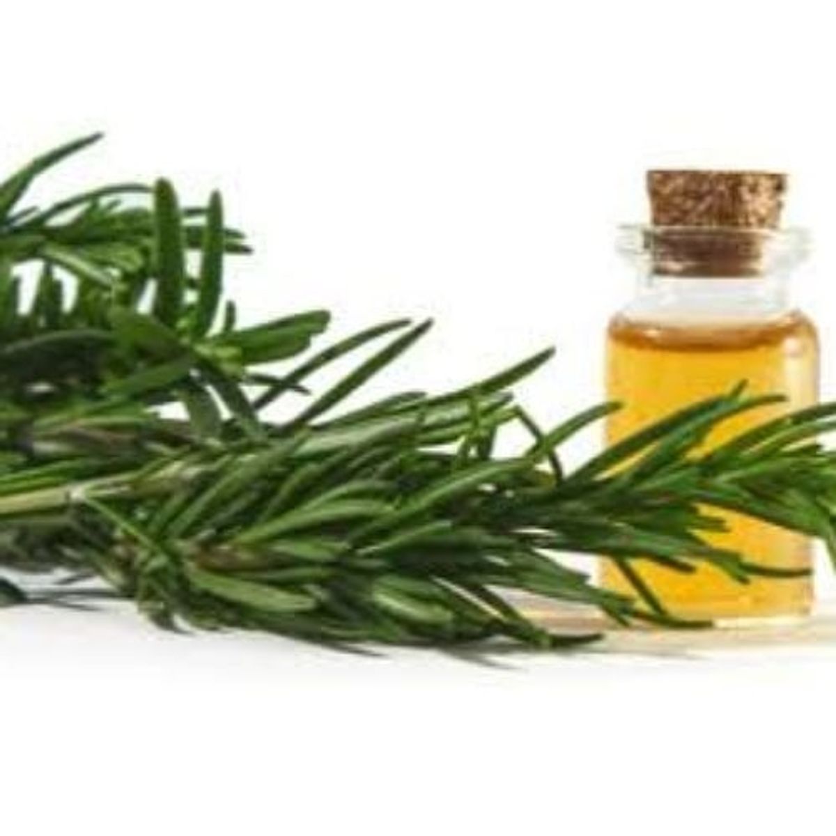 DIVINA - Extracto Hidro Glicerinado de Romero 100 ml