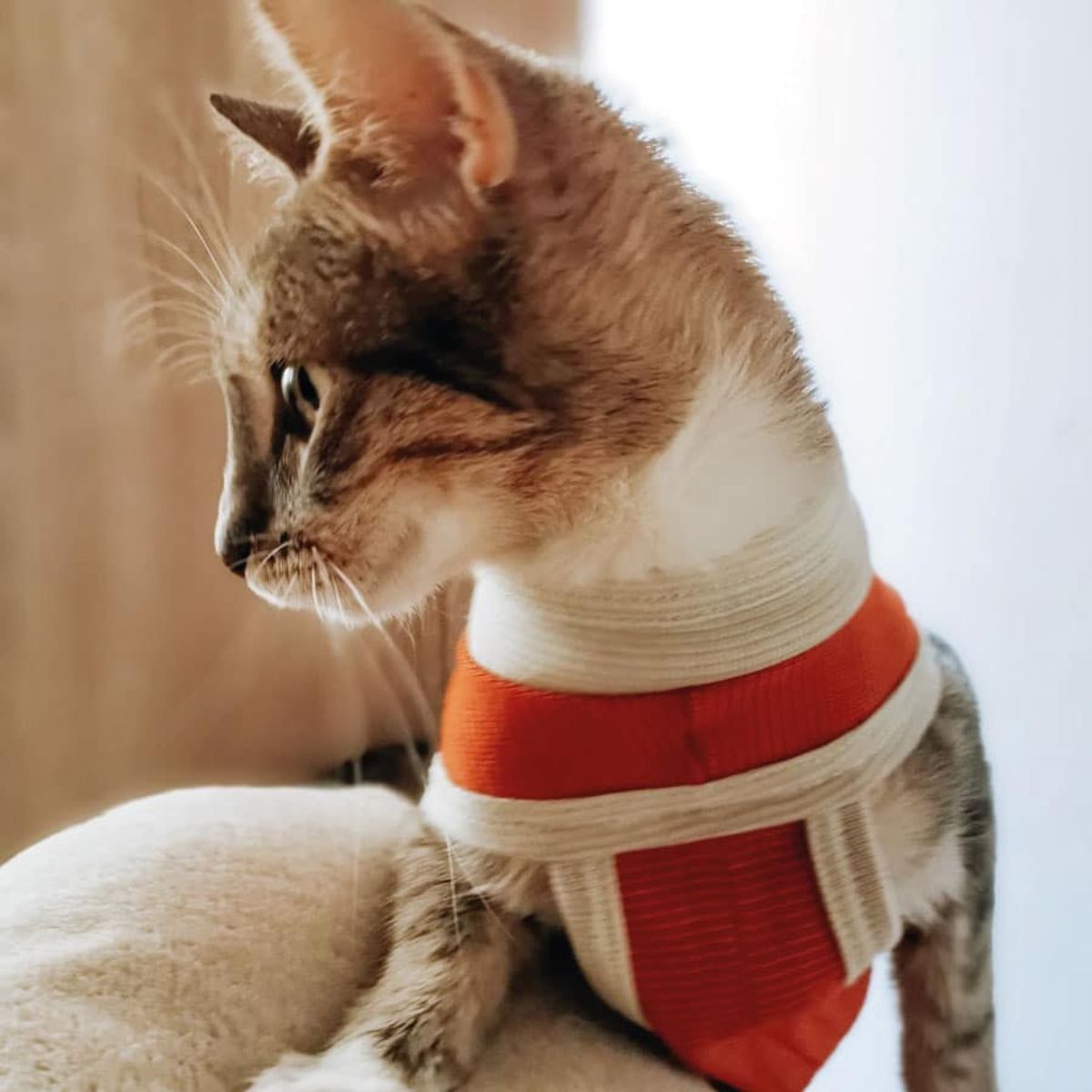 KIMBAPETS - Body Castracion Unisex Con Cobre Kimba Talla 8 - 17 a 21Kg