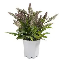 THE GREEN ELEMENT - Planta artificial Lavanda En Macetero Blanco 29 Cm