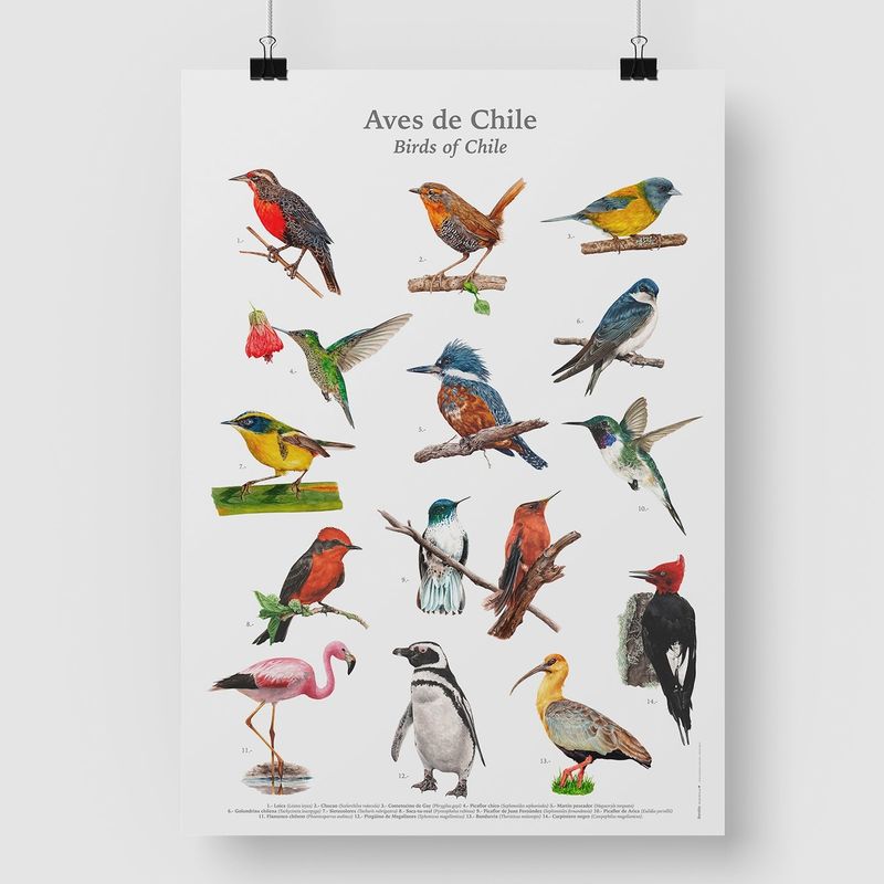 BENDITO - Afiche Aves de Chile 50x70 cms