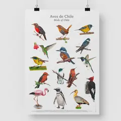 BENDITO - Afiche Aves de Chile 50x70 cms