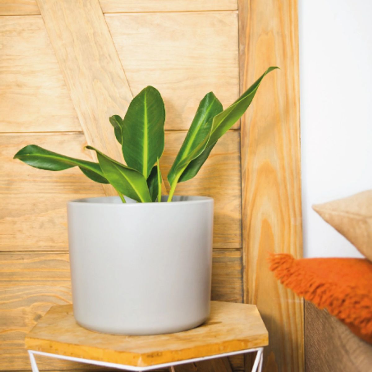 PLANT ME - Portamacetero Cerámica Decorativo Gris Mediano